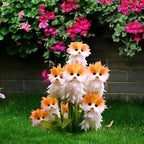 Cat Eye Dazzle Seeds and Free Organic Pot Mix 100 Grams